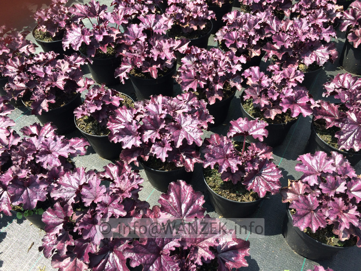 Heuchera Hybride Forever Purple 01.JPG